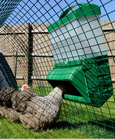 Automatic Bulk Chicken Feeder