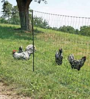 Electric Chicken Net - 110cm x 25m - Agrisellex UK