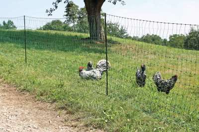 Electric Chicken Net - 110cm x 25m