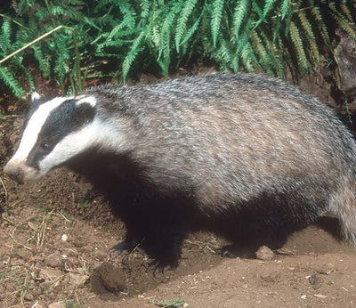 Electric Fencing Kit for Badgers