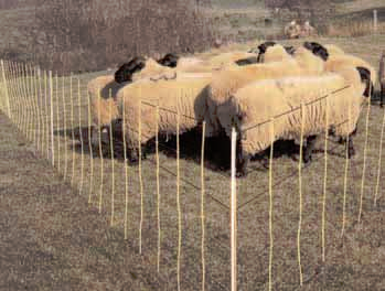 Livestok Sheep Netting